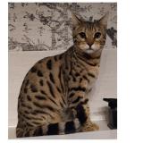 Picture of cat lost at Saint Germain Sur L Arbresle