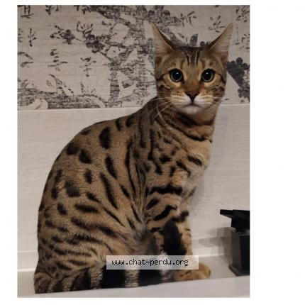 Photo 1/1 Ysatis Chat lost in Saint germain sur l arbresle