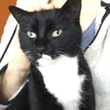 Picture of cat lost at Colombiers