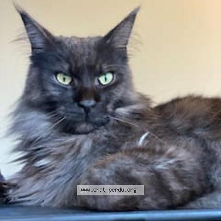 Photo 1/2 Tao Chat lost in L isle adam