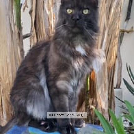 Photo 2/2 Tao Chat lost in L isle adam