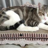 Picture of cat lost at Le Bar Sur Loup