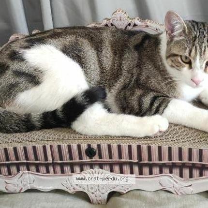 Photo 1/1 Souky Chat lost in Le bar sur loup