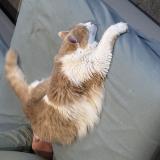 Picture of cat lost at Bellentre