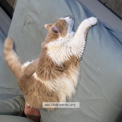 Photo 1/1 Lumo Chat lost in Bellentre