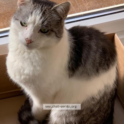 Foto 1/1 Kat teruggevonden Vermist in Wemmel