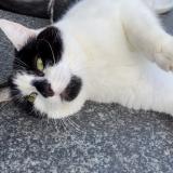 Picture of cat lost at Plouec Du Trieux