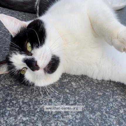 Photo 1/1 Biwi Chat lost in Plouec du trieux