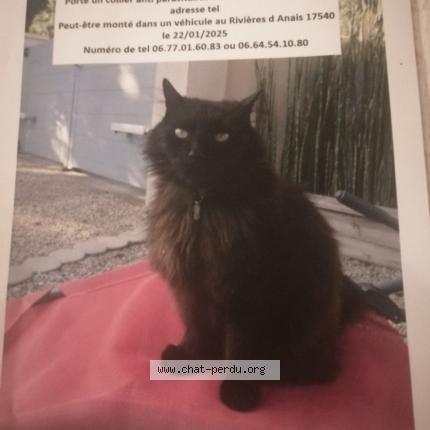 Photo 1/2 Mimi Chat lost in Anais