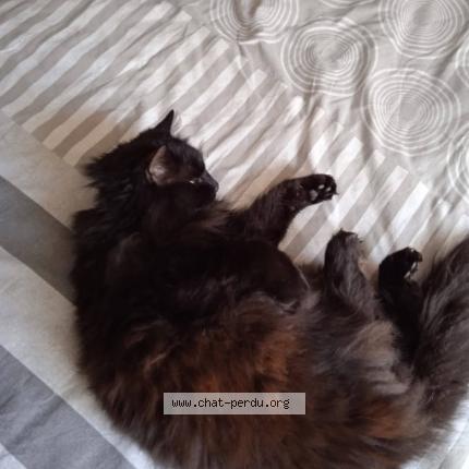 Photo 2/2 Mimi Chat lost in Anais