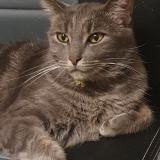 Picture of cat lost at Veaugues