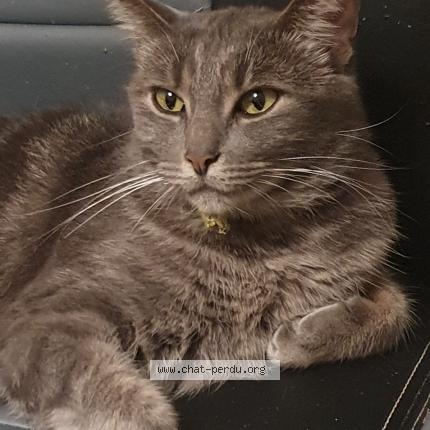 Photo 1/1 MIMI Chat lost in Veaugues