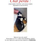 Picture of cat lost at Villers Saint Barthelemy
