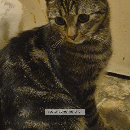 Foto van vermiste kat in Disons