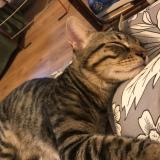 Picture of cat lost at Nice