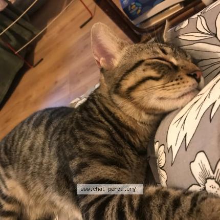 Photo 1/1 Titou Chat lost in Nice