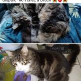 Picture of cat lost at Bruch