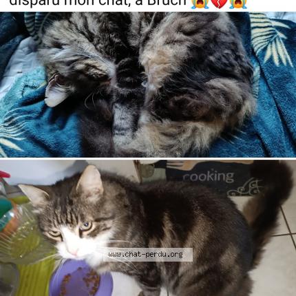 Photo 1/1 Hobby Chat lost in Bruch