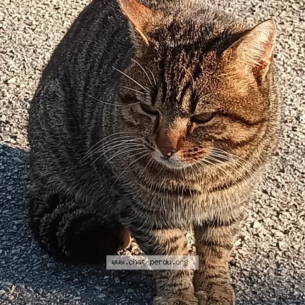 Photo 1/3 Found cat Found in Magny les hameaux