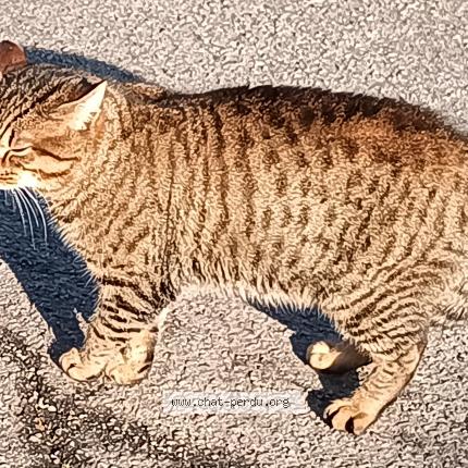Photo 2/3 Found cat Found in Magny les hameaux