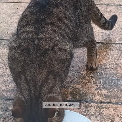 Photo 3/3 Found cat Found in Magny les hameaux