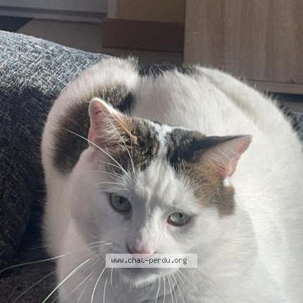 Photo 1/1 Cat reunited Lost in Pagny le chateau