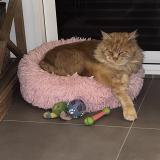 Picture of cat lost at Piriac Sur Mer