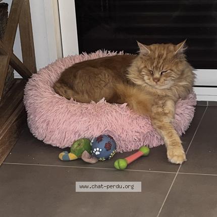 Photo 1/1 Uzzi Chat lost in Piriac sur mer