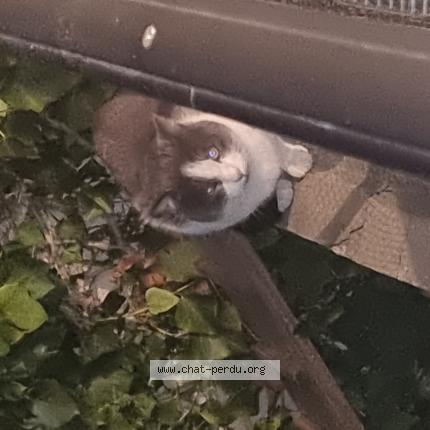 Photo 1/1 Found cat Found in Montauban