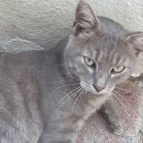 Picture of cat lost at Gueret