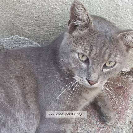 Photo 1/1 Loulou Chat lost in Gueret