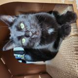 Picture of cat lost at Rennes