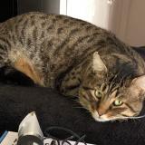 Picture of cat lost at Plan De La Tour