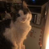 Picture of cat lost at Nice