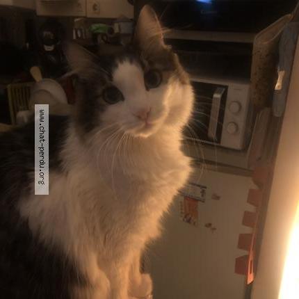 Photo 1/5 Natsuki Chat lost in Nice