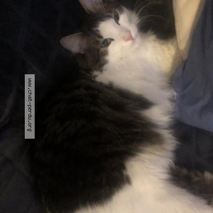 Photo 2/5 Natsuki Chat lost in Nice