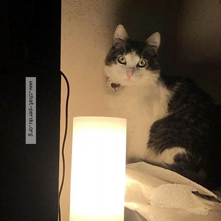 Photo 3/5 Natsuki Chat lost in Nice