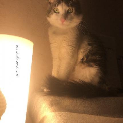 Photo 4/5 Natsuki Chat lost in Nice