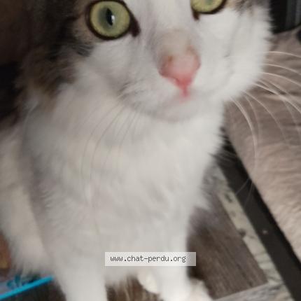 Photo 5/5 Natsuki Chat lost in Nice