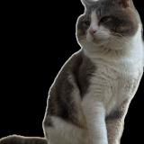 Picture of cat lost at Monnieres