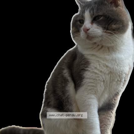 Photo 1/1 Mistou Chat lost in Monnieres