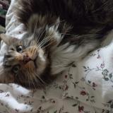 Picture of cat found at Cleguer