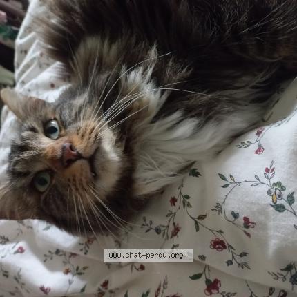 Photo 1/1 Cat reunited Found in Cleguer