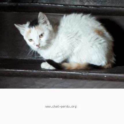 Photo 1/1 HEIDI Chat lost in Clairavaux