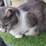 Picture of cat lost at Cepet