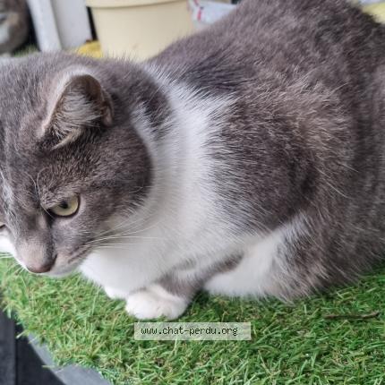 Photo 1/1 Blanquette Chat lost in Cepet