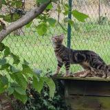 Picture of cat lost at Quaix En Chartreuse