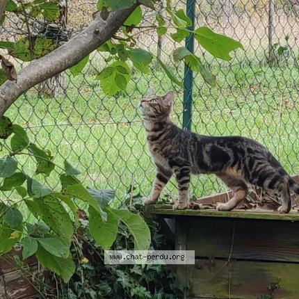 Photo 1/1 Wooky Chat lost in Quaix en chartreuse