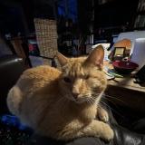 Picture of cat lost at Corbonod