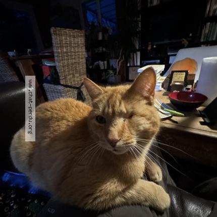 Photo 1/1 Topaze Chat lost in Corbonod